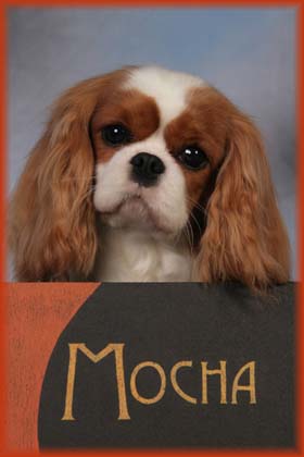Althof Starbucks Cafe Mocha